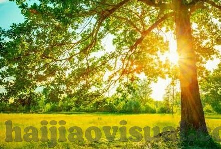 日韩av电影网-日韩AV电影网，文化、法律与道德的边界